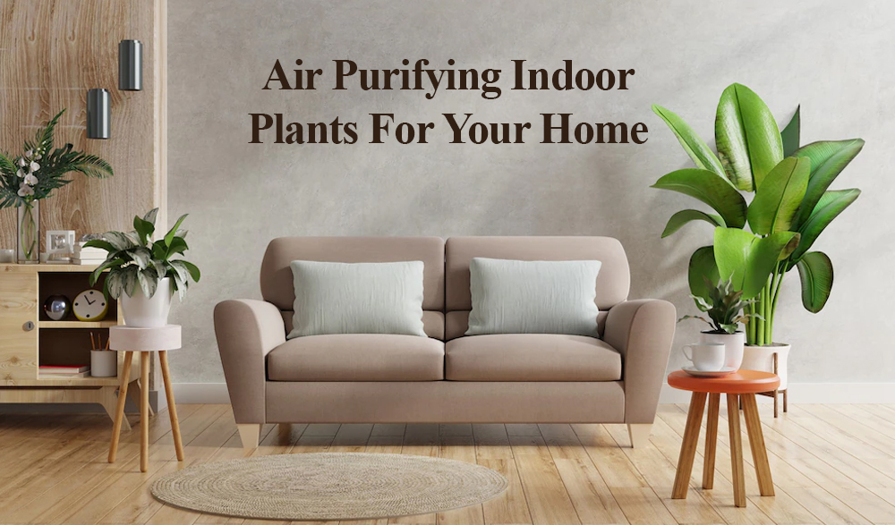 Air Purifying Indoor Plants For Your Home